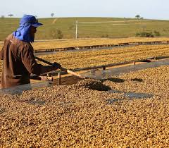 Coffee Expo 2024