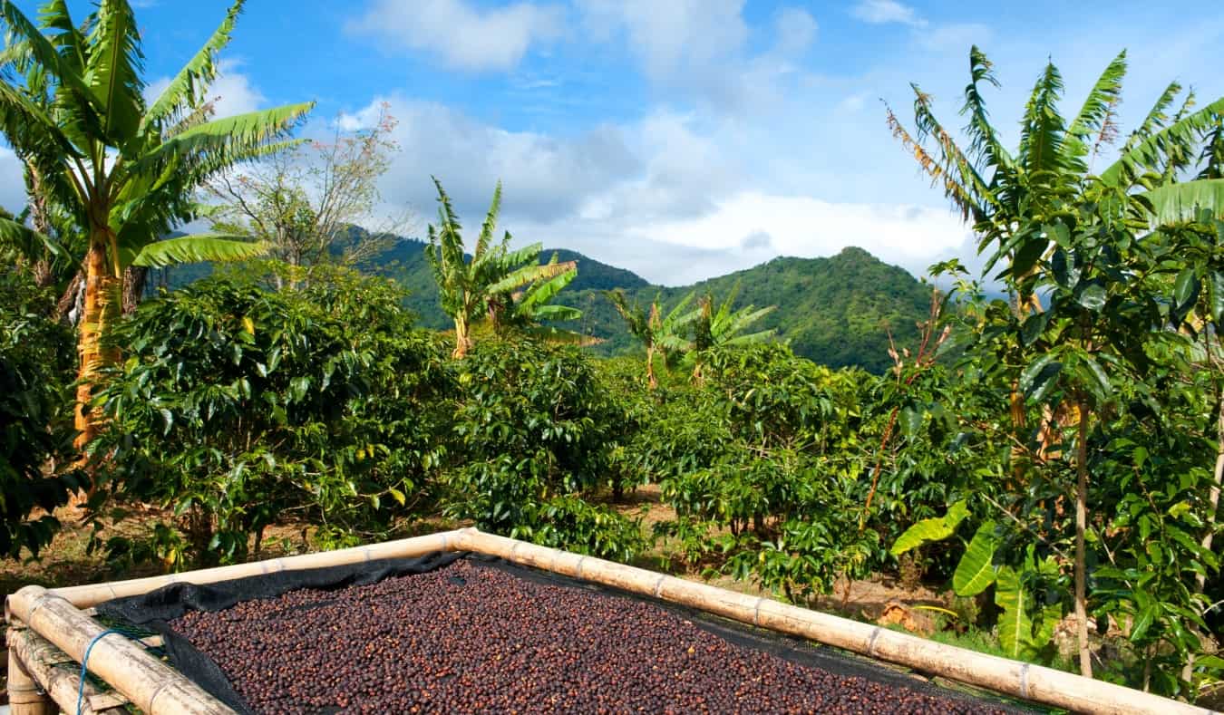 Coffee Blossoms